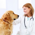 Köpeklerde kramplar