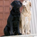 Köpeklerde ısı