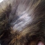 Kedi yünlü