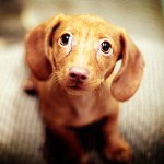 Köpeğin gözleri fester: ne yapmalı? Köpeğin gözleri fester: ne yapmalı?