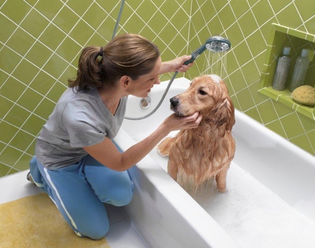 Köpeğin saç dökülmesi var: nedenleri ve tedavisi