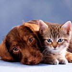 Kedilerin ve köpeklerin kürklerine özen gösterin