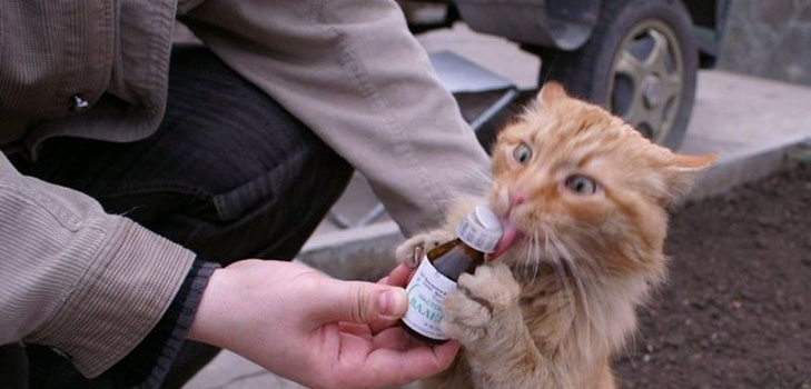 Kediler için kedi otu: sahiplerine bakan tehlikeler