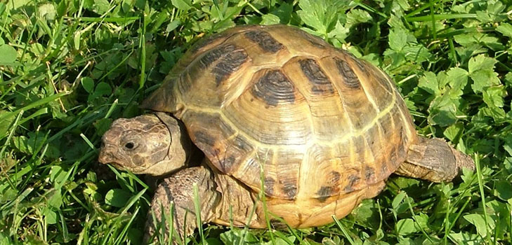 Kaplumbağaların türleri: Başlamadan önce hatırlamanız gereken şey nedir?