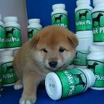 Köpekler için vitaminler