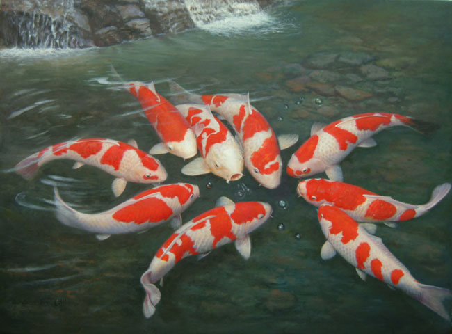 Japon sazan koi Japon sazan koi