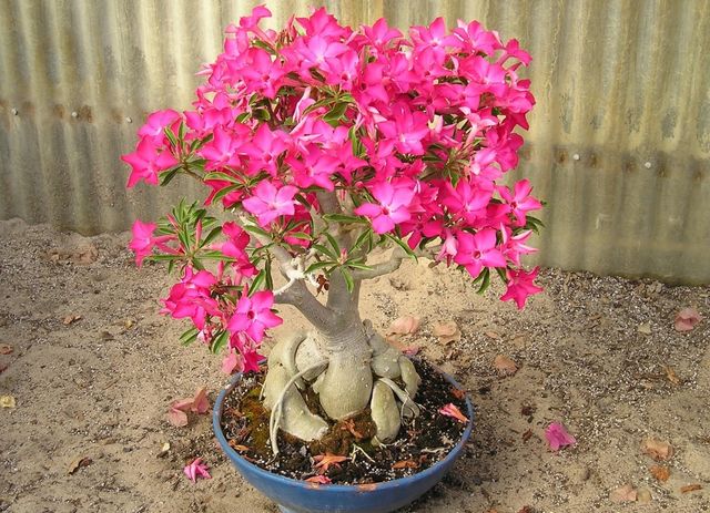 Adenium için bakım