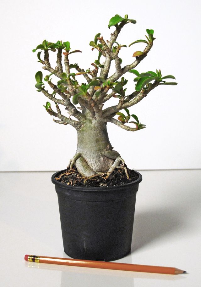 Adenium için bakım