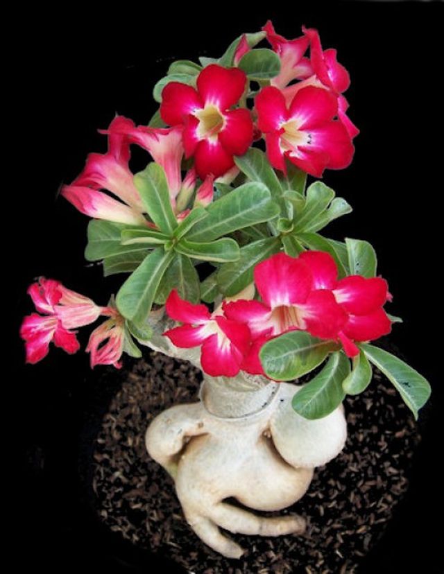 Adenium için bakım