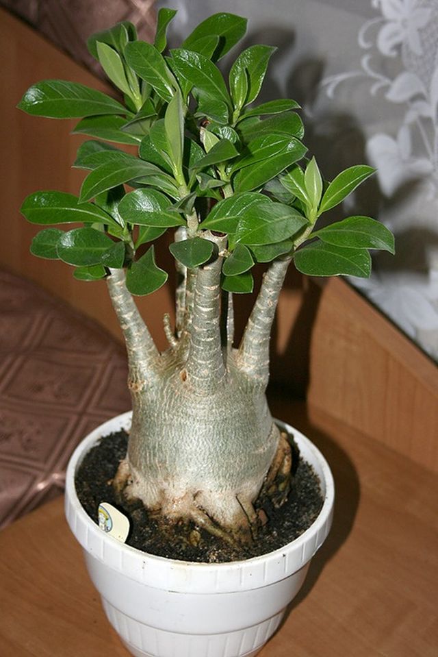 Adenium için bakım