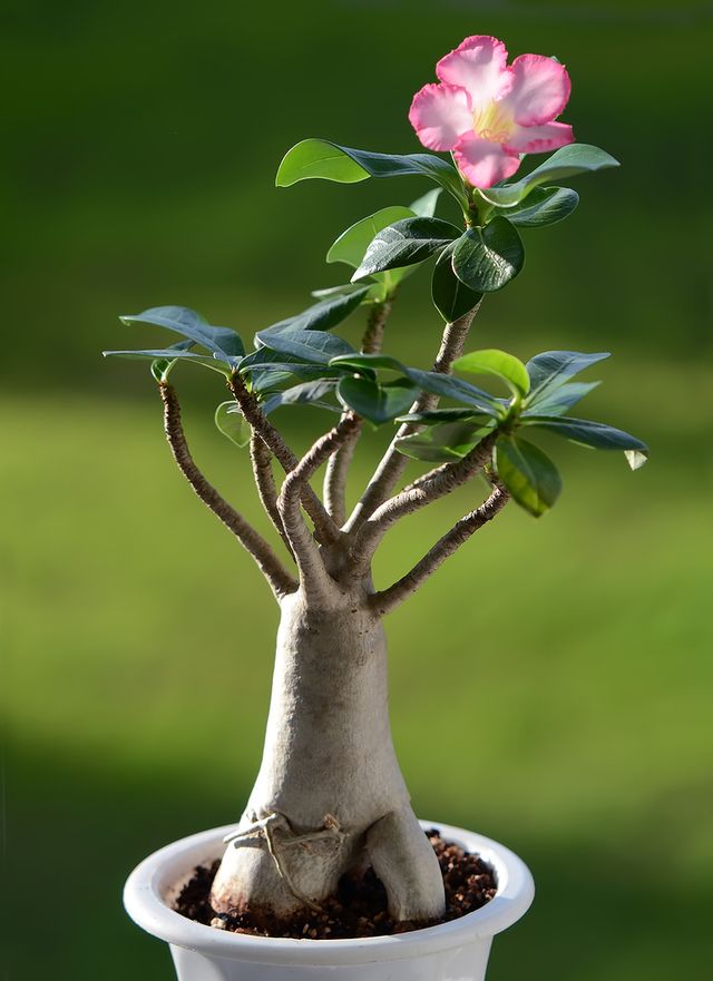 Adenium - ev bakımı (fotoğraf, video). Bir çiçek adenium için uygun bakım nasıl yapılır