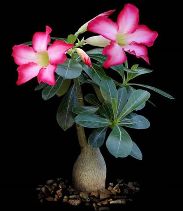 Adenium için bakım