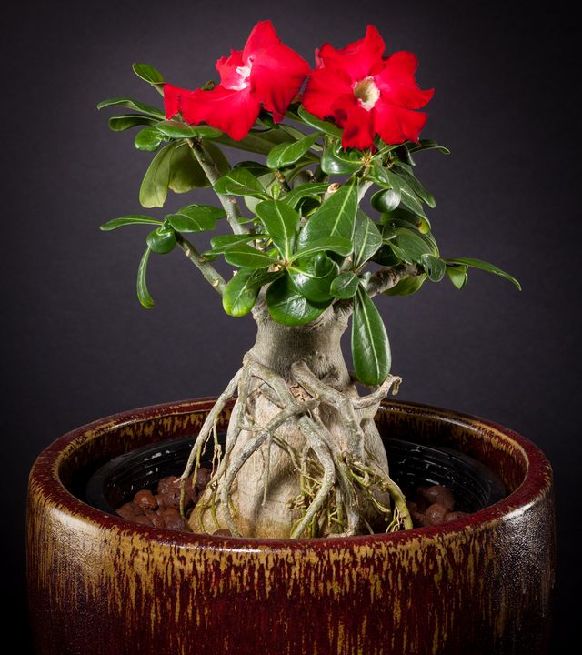 Adenium için bakım