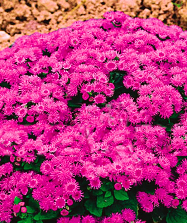 Ageratum: ekim ve bakım. Popüler çeşitler