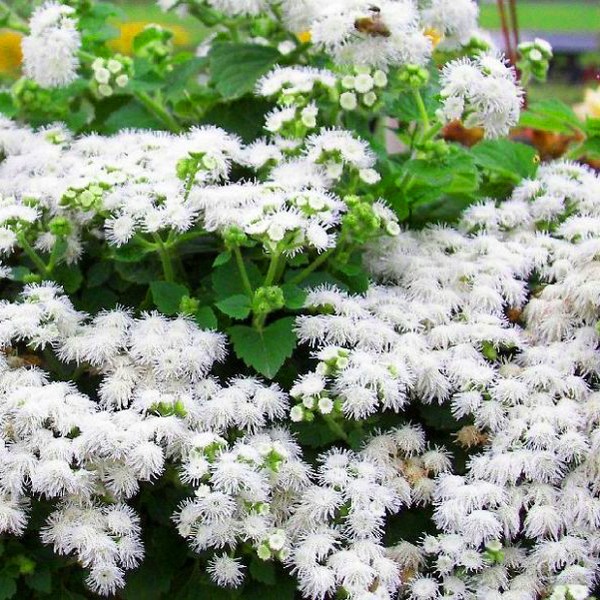 Ageratum: ekim ve bakım. Popüler çeşitler