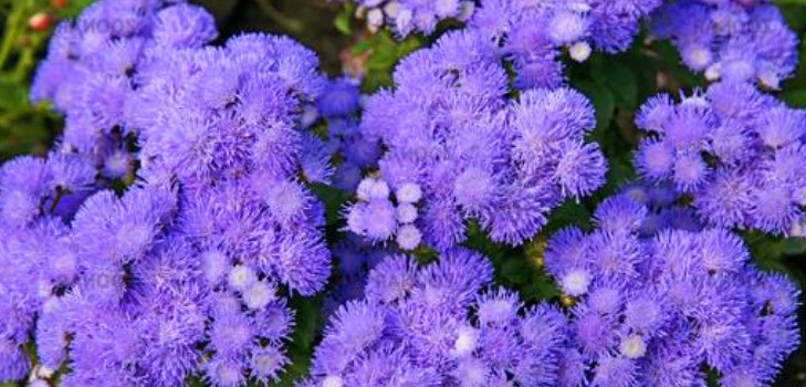 Ageratum: ekim ve bakım. Popüler çeşitler