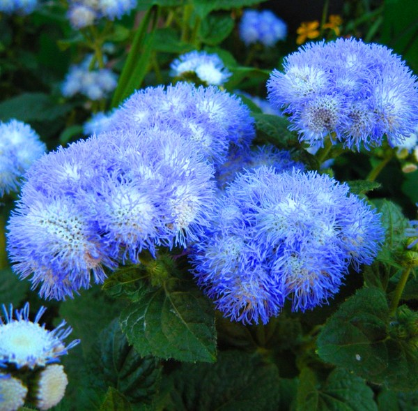 Ageratum: ekim ve bakım. Popüler çeşitler