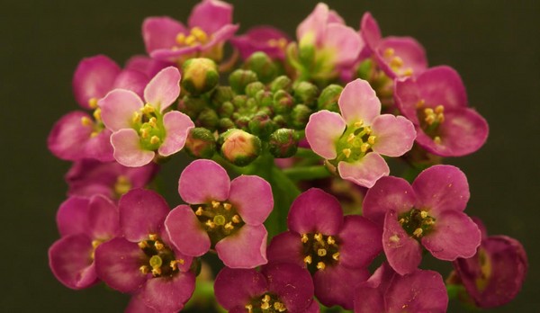 Alyssum: ekim ve bakım, en iyi çeşitlerin fotoğrafları