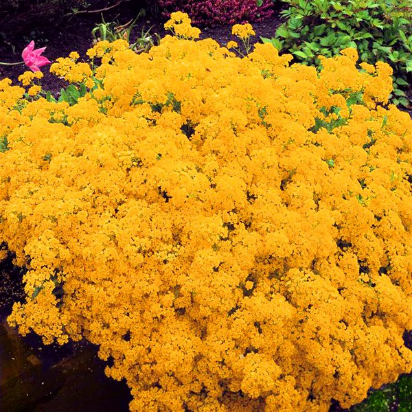 Alyssum: ekim ve bakım, en iyi çeşitlerin fotoğrafları
