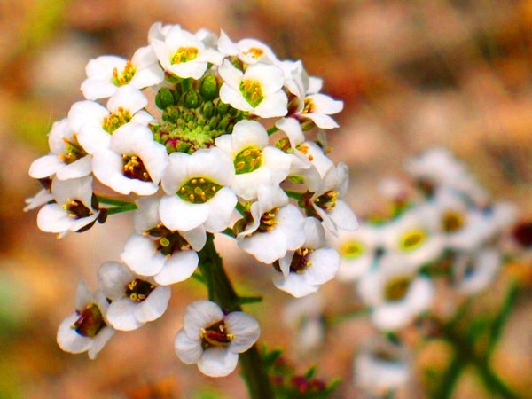 Alyssum: ekim ve bakım, en iyi çeşitlerin fotoğrafları