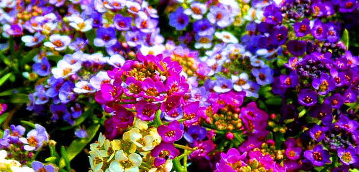 Alyssum: ekim ve bakım, en iyi çeşitlerin fotoğrafları