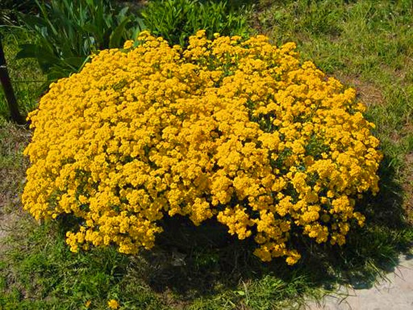 Alyssum: ekim ve bakım, en iyi çeşitlerin fotoğrafları