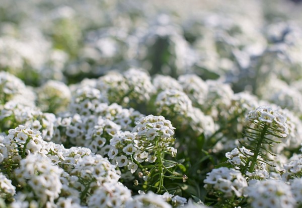 Alyssum: ekim ve bakım, en iyi çeşitlerin fotoğrafları