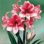 Amaryllis ve hippeastrum: ikiz kardeşler Amaryllis ve hippeastrum: ikiz kardeşler