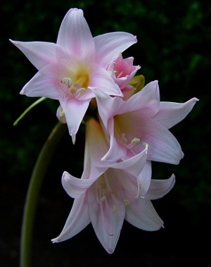 Amaryllis ve hippeastrum: ikiz kardeşler Amaryllis ve hippeastrum: ikiz kardeşler