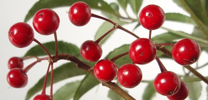 Ardisia: bakım ve fotoğraf