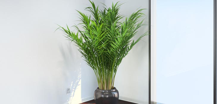 Palmiye Areca