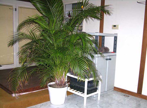 Areca. Ev bakımı
