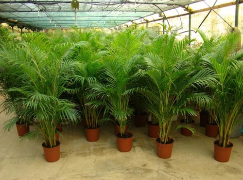 Palmiye Areca