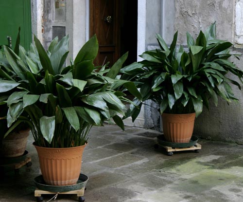 Aspidistra: türler ve çeşitleri