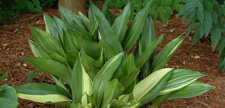 Aspidistra: evde bakım, çiçeklenme, fotoğraf