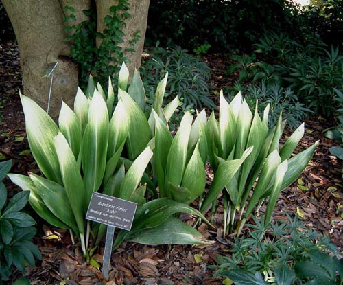 Aspidistra: evde bakım