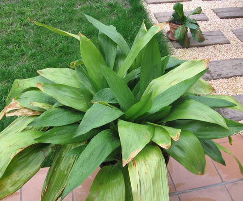 Aspidistra: evde fotoğraf ve bakım