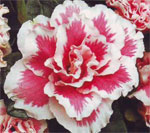 Azalea festival bitkisidir Azalea festival bitkisidir