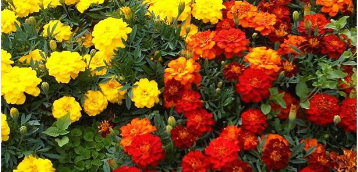 çiçekler marigolds