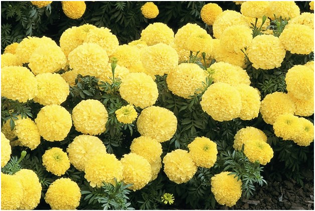 sarı marigolds