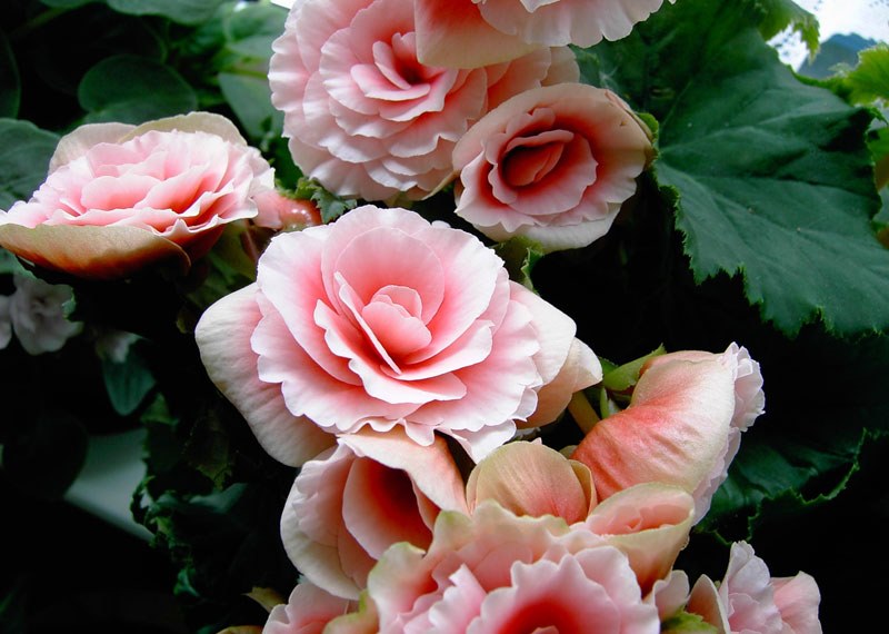 pembe begonya