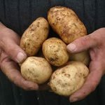 Patates hastalıkları Patates hastalıkları