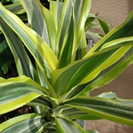 Ya dracaena kurur ya da sararırsa? 