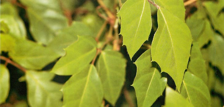 Cissus: fotoğraf ve evde bakım