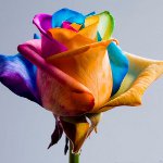 8 Mart Çiçekleri: orijinal boyalı buketler 8 Mart Çiçekleri: orijinal boyalı buketler