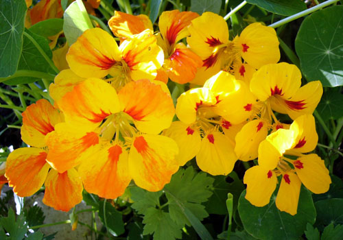 Nasturtium - tohum yetiştirme