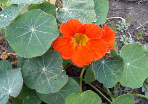 Çiçek Nasturtium