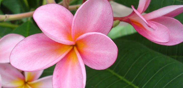 Çiçek Plumeria - evinizdeki büyü kokusu