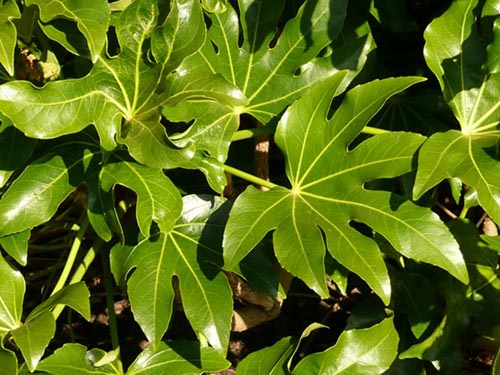 Farklı fatsia türleri