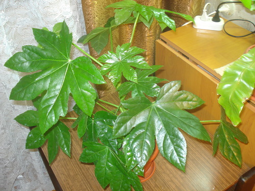 fatsia batı penceresinden
